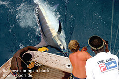 Black Marlin Boatside