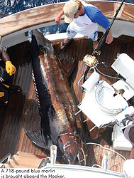 Blue Marlin abourd the Hooker