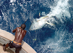 Nice Yellowfin Tuna
