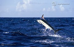 Hooked up with a nice marlin