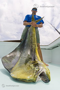 WOW - Fat Dolphin