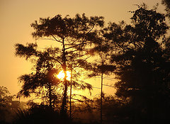 Big Cypress at sunset.