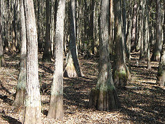 Really, really, old cypress trees in a really, really old cypress forest.