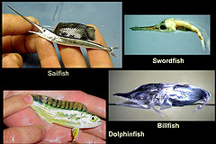 Larval fish such as these rely on the nursery grounds of the Gulf.