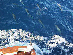 Jason Nolan and the Gotcha are escorted to the second of a double header sails by 40 porpoises riding the the transom wave. / Elliott Stark