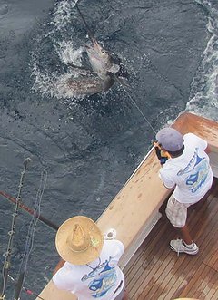 An acrobatic sailfish, jumping on the leader. / Elliott Stark