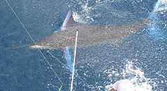 Nice striped marlin. Gotcha! / Elliott Stark