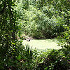 Bayou-resized