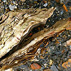 Tim-green-aka-atoach-atribution-oyster