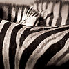 Creative-commons-wwarby-edit