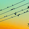 Linh-ngan-atribution-wired