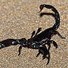 Flickr-mikebaird-scorpion