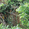 Jungle-bird