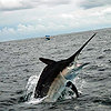 Black-marlin