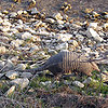 Armadillo-texas