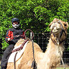 Camels-on-the-creek