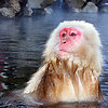 Reannonmuth-monkey