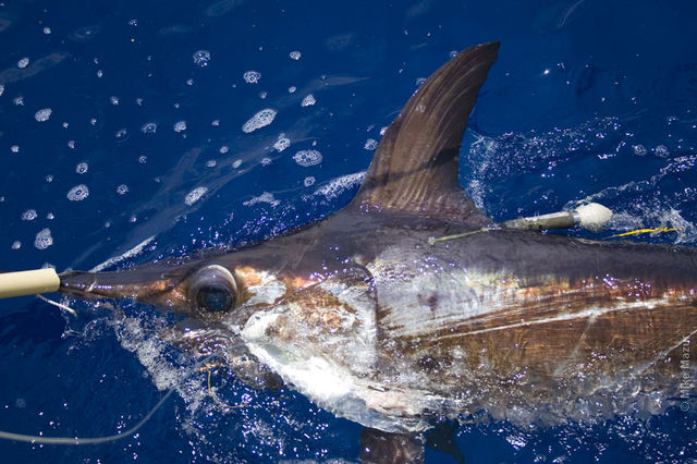 © The Billfish Foundation/NOAA © The Billfish Foundation/NOAA