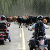 Kenbingenheimer-rideswithcows-1