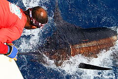 &copy; Bahia Pesca Esportiva