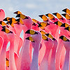 Flickr-szeke-flamingos