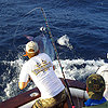Marlin