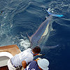 Baby-marlin