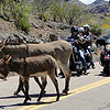 Kenbingenheimer-closeencounters-2