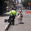Columbia-llama