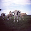 Cows