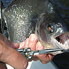 Piranha