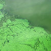 Iansand-atribution-no-commercial-no-derivative-filler-up-with-algae