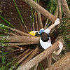 3n-atribution-tree-climbing