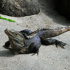 Spiny-tailed-iguana