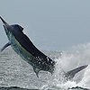 Picaflor-jumping-black-marlin-john-richardson