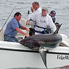Wwa-is2---andy-locascio---holy-grail---shark-3c