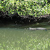 The-gut-atribution-a-walk-in-the-swamp
