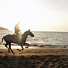 Horse-in-potrero