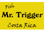 Mr--trigger-fishing
